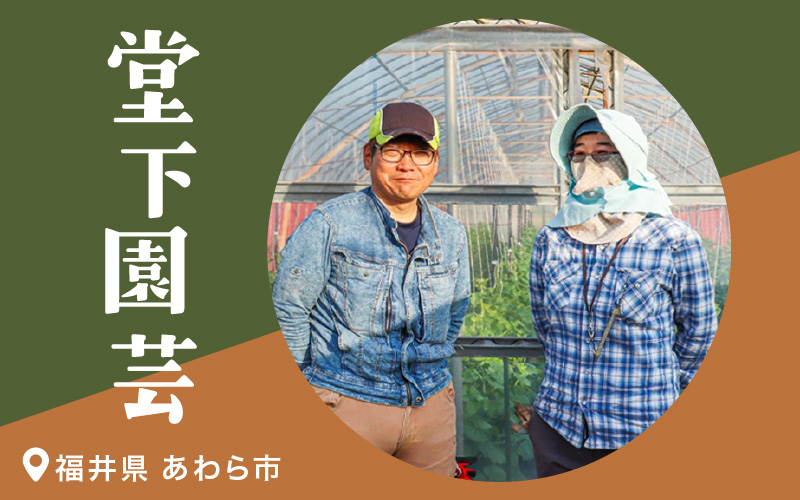 【6ヶ月連続お届け】農家直送 旬の野菜セット 7品目以上 1箱 ／ 定期便 6回 季節 野菜 ボックス BOX セット セレクト 農家 おまかせ 多品目 旬 詰め合わせ 根菜 葉物 [aw028-c002]