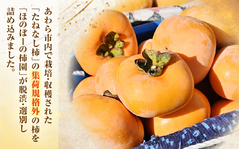 【先行予約】【訳あり】【2026年10月下旬～11月中旬に発送】甘みすっきり！あわらのたねなし柿 約3.5kg（18個入）（ご家庭用） ／ 果物 フルーツ かき 種なし  産地直送 期間限定 ※2026年10月下旬～11月中旬に発送予定 [aw031-a006_10]