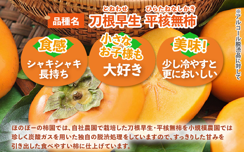 【先行予約】【訳あり】【2026年10月下旬～11月中旬に発送】甘みすっきり！あわらのたねなし柿 約3.5kg（18個入）（ご家庭用） ／ 果物 フルーツ かき 種なし  産地直送 期間限定 ※2026年10月下旬～11月中旬に発送予定 [aw031-a006_10]