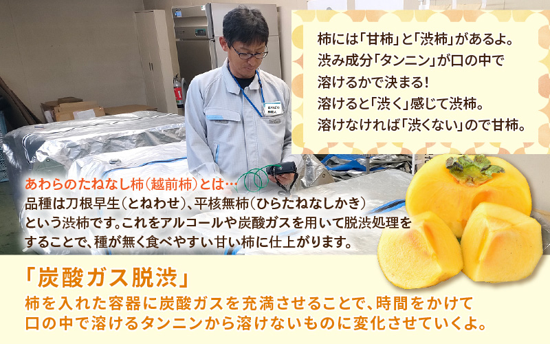 【先行予約】【訳あり】【2026年10月下旬～11月中旬に発送】甘みすっきり！あわらのたねなし柿 約3.5kg（18個入）（ご家庭用） ／ 果物 フルーツ かき 種なし  産地直送 期間限定 ※2026年10月下旬～11月中旬に発送予定 [aw031-a006_10]