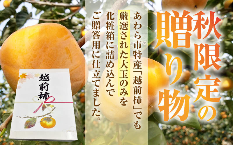 【先行予約】【2026年10月下旬～11月中旬に発送】秋の味覚を贈り物に！厳選「越前柿」大玉 9個（ご贈答用） ／ 果物 フルーツ かき 種なし  産地直送 期間限定  ※2026年10月下旬～11月中旬に発送 [aw031-a005_10]