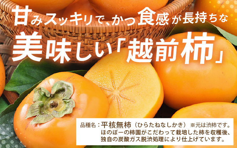 【先行予約】【2026年10月下旬～11月中旬に発送】秋の味覚を贈り物に！厳選「越前柿」大玉 9個（ご贈答用） ／ 果物 フルーツ かき 種なし  産地直送 期間限定  ※2026年10月下旬～11月中旬に発送 [aw031-a005_10]