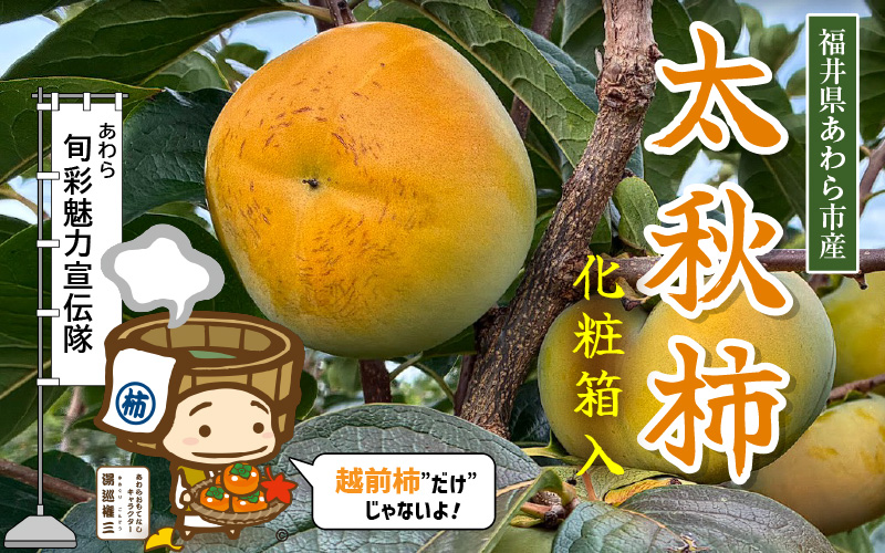 【先行予約】「越前柿」だけじゃないよ！希少なあわらの「太秋柿」6個入（1.8kg以上） ／ 果物 フルーツ かき 産地直送 期間限定 ※2026年10月下旬以降発送予定 [aw131-a001]
