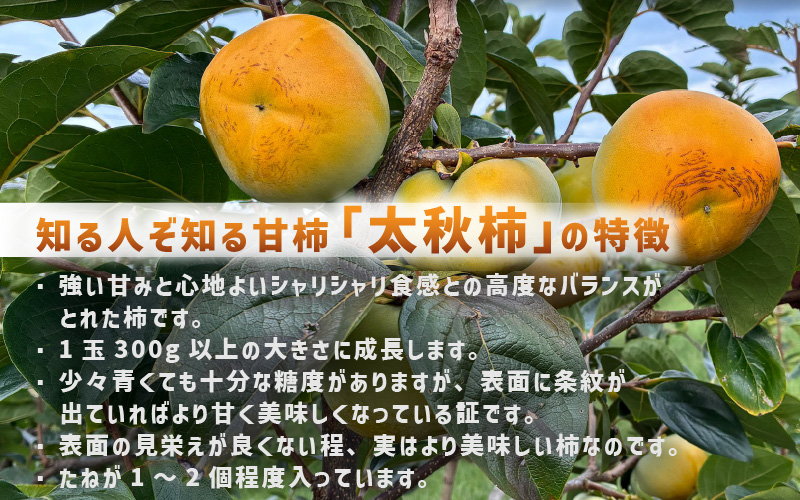 【先行予約】「越前柿」だけじゃないよ！希少なあわらの「太秋柿」6個入（1.8kg以上） ／ 果物 フルーツ かき 産地直送 期間限定 ※2026年10月下旬以降発送予定 [aw131-a001]
