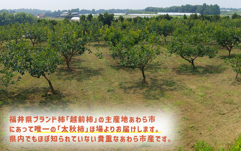 【先行予約】「越前柿」だけじゃないよ！希少なあわらの「太秋柿」6個入（1.8kg以上） ／ 果物 フルーツ かき 産地直送 期間限定 ※2026年10月下旬以降発送予定 [aw131-a001]