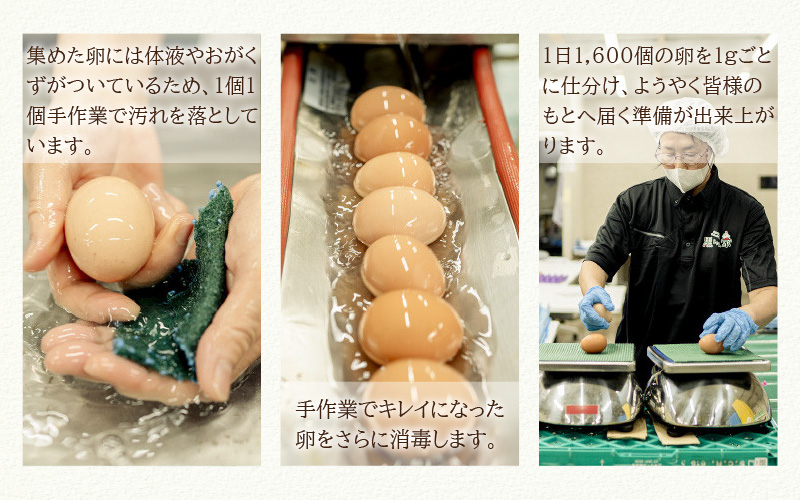【採れたて高級たまご】黒ちゃん家のエッグタルト 10個入り（5個×2セット） 福地鶏 国産 スイーツ 濃厚 たまご 自社加工 にわとり 平飼い 手作り ギフト [aw036-a008]