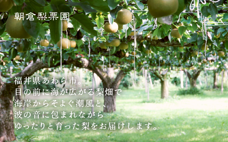 【先行予約】《数量限定》あきづき梨 3kg特選 5玉～6玉入り もぎたて 新鮮 ※2026年9月中旬より順次発送予定 [aw042-a005]