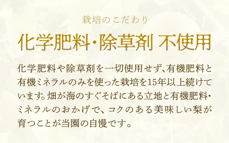 【先行予約】《数量限定》あきづき梨 3kg特選 5玉～6玉入り もぎたて 新鮮 ※2026年9月中旬より順次発送予定 [aw042-a005]
