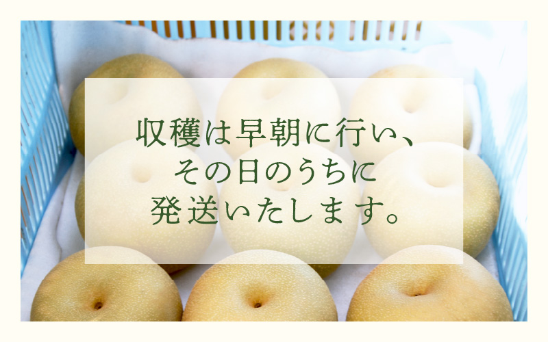 【先行予約】《数量限定》あきづき梨 3kg特選 5玉～6玉入り もぎたて 新鮮 ※2026年9月中旬より順次発送予定 [aw042-a005]