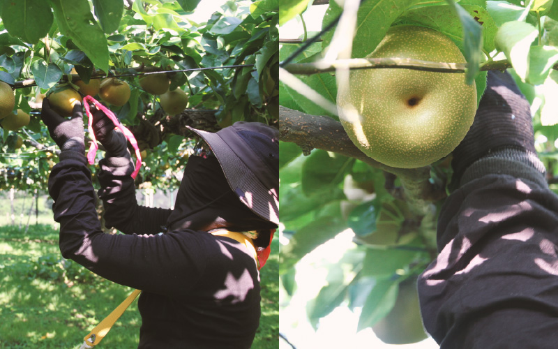 【先行予約】《数量限定》あきづき梨 3kg特選 5玉～6玉入り もぎたて 新鮮 ※2026年9月中旬より順次発送予定 [aw042-a005]