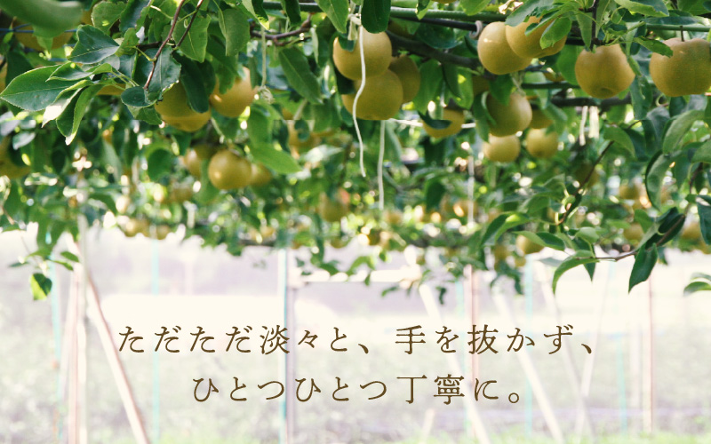 【先行予約】《数量限定》あきづき梨 3kg ご家庭用 もぎたて 新鮮 ※2026年9月中旬より順次発送予定 [aw042-a006]