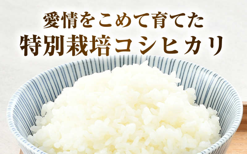 【先行予約】【令和8年産】《定期便3回》特別栽培米 コシヒカリ 5kg × 3回 （計15kg） 無洗米 低農薬 / 北陸 福井県産 あわら市 ブランド米 白米 お米 コメ 特栽米 ※2026年10月上旬以降順次発送予定 [aw056-c001]