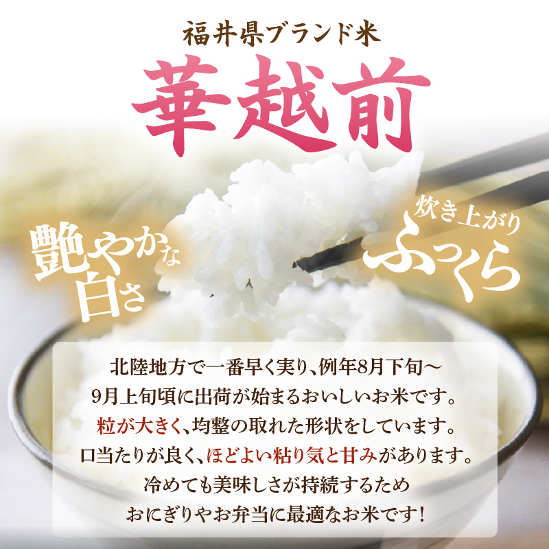 【先行予約】【令和8年産】定期便 ≪6ヶ月連続お届け≫ 華越前  無洗米 5kg×6回（計30kg）/ 米 5キロ 30キロ ハナエチゼン はなえちぜん 北陸 福井県産 あわら市 ブランド米 白米 お米 コメ こめ kome ※2026年10月上旬以降順次発送 [aw056-d001]
