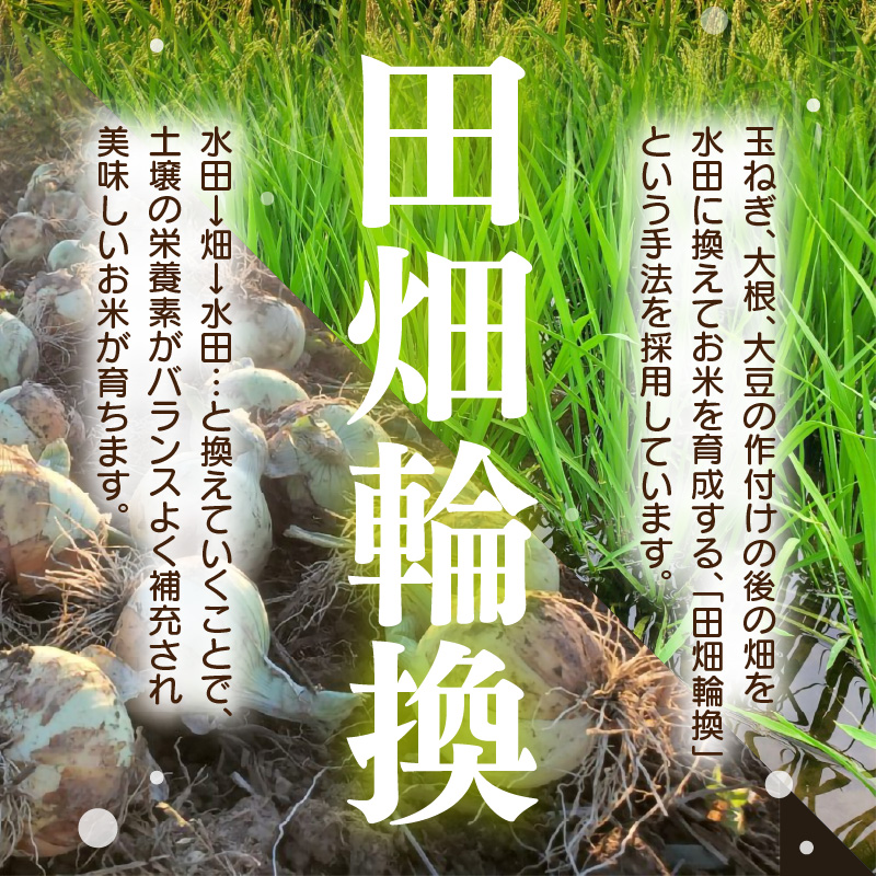 【先行予約】【令和8年産】定期便 ≪6ヶ月連続お届け≫ 華越前  無洗米 5kg×6回（計30kg）/ 米 5キロ 30キロ ハナエチゼン はなえちぜん 北陸 福井県産 あわら市 ブランド米 白米 お米 コメ こめ kome ※2026年10月上旬以降順次発送 [aw056-d001]