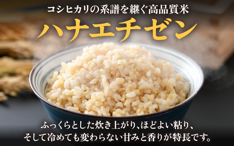 【先行予約】【令和8年産 新米】 エコ栽培ハナエチゼン　玄米5kg ／ 鮮度抜群 福井県産 はなえちぜん ご飯 新鮮 玄米 ※2026年9月上旬以降順次発送予定 [aw063-a017]