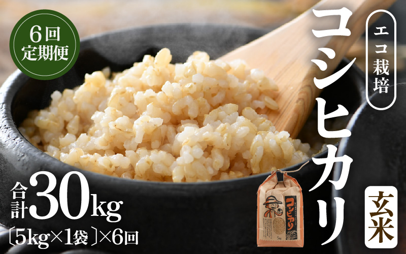 【先行予約】【令和8年産 新米】エコ栽培コシヒカリ  玄米5kg×6回 計30kg ／ 鮮度抜群 福井県産 こしひかり ご飯 新鮮 玄米 ※2026年10月上旬以降順次発送 [aw063-e005]