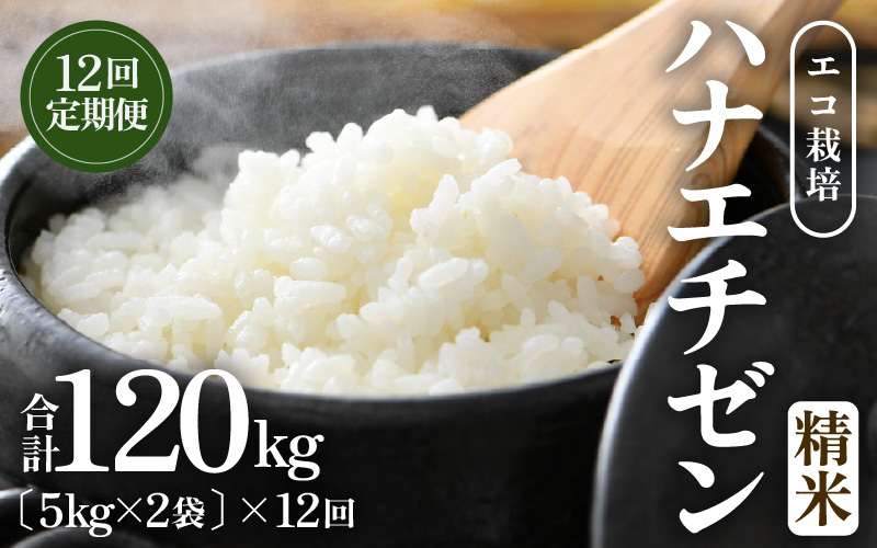 【先行予約】【令和8年産 新米】 【一等米】定期便 ≪12ヶ月連続お届け≫ エコ栽培ハナエチゼン 精米 10kg×12回（計120kg）／ 鮮度抜群 福井県産 はなえちぜん ご飯 新鮮 白米 ※2026年9月上旬以降順次発送予定 [aw063-n006]