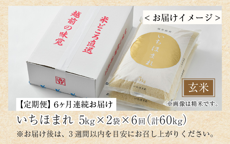 【令和7年産】定期便6回 いちほまれ 玄米 10kg×6回（計60kg）《新鮮な高品質米をお届け！》／ 福井県産 ブランド米 ご飯 [aw064-l003]