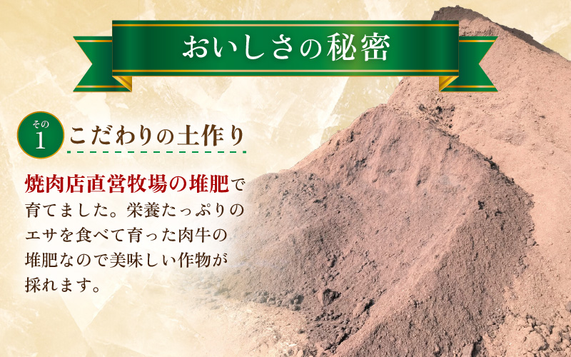 【先行予約】マルセイユメロン 4玉 約5.2kg前後（約1.3㎏前後×4玉）大人気の赤肉品種！高級メロンの味わい ／ 果物 フルーツ ギフト 農家直送 ※2027年6月上旬以降順次発送 [aw065-a019]