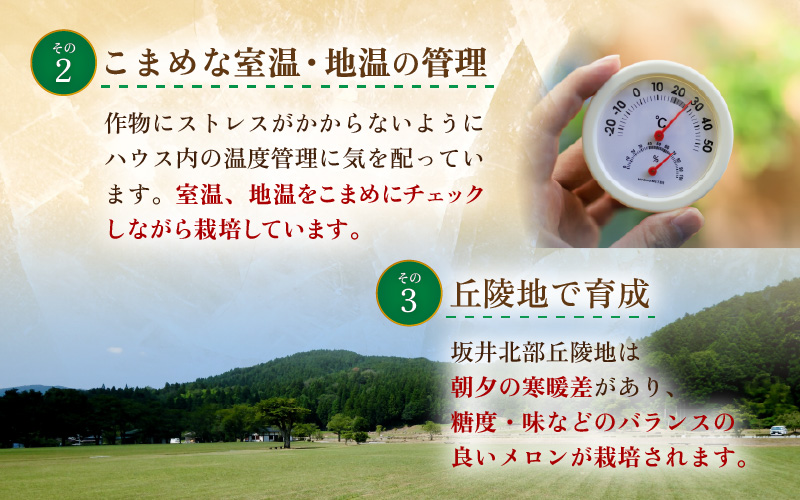 【先行予約】マルセイユメロン 4玉 約5.2kg前後（約1.3㎏前後×4玉）大人気の赤肉品種！高級メロンの味わい ／ 果物 フルーツ ギフト 農家直送 ※2027年6月上旬以降順次発送 [aw065-a019]