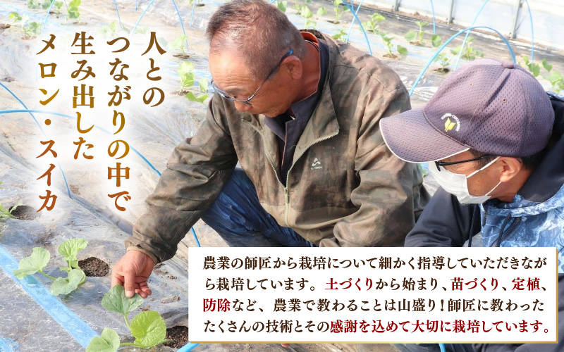 【先行予約】マルセイユメロン 4玉 約5.2kg前後（約1.3㎏前後×4玉）大人気の赤肉品種！高級メロンの味わい ／ 果物 フルーツ ギフト 農家直送 ※2027年6月上旬以降順次発送 [aw065-a019]