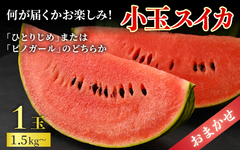 【先行予約】【秀品】佐藤農園の小玉スイカとレノンメロンのセット 計2玉 / 農家直送 有機肥料 低農薬 すいか フルーツ 果物 くだもの 野菜 赤い食べ物 甘い 贈答 旬 夏 福井県あわら市産 ※2026年6月中旬より発送順次発送 [aw069-a010]