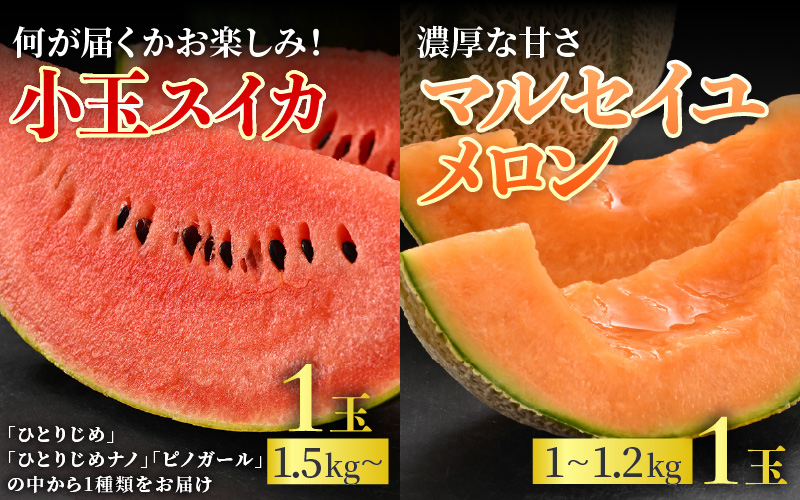 【先行予約】《定期便全2回》佐藤農園のフルーツ定期便 朝採り 計4玉（小玉スイカ・マルセイユメロン・レノンメロン・ペルルメロン）農家直送 秀品 お届け！※2027年5月下旬～7月末の間に順次発送予定 [aw069-b001]
