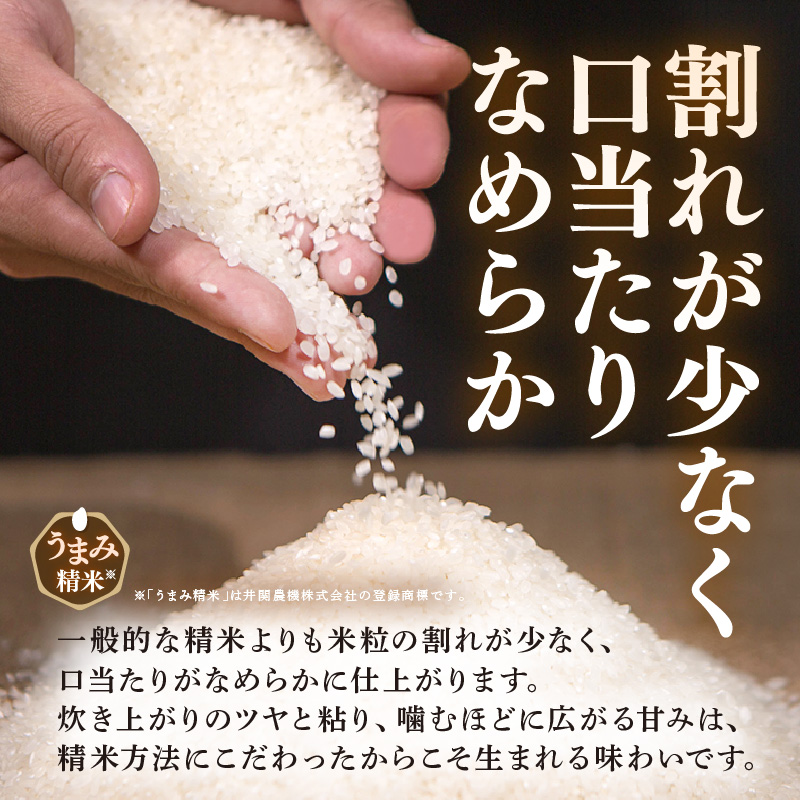 【先行予約】【令和8年産】 にじのきらめき うまみ精米 5kg／ 鮮度抜群 5キロ 福井県あわら産 玄米 お米 ※2026年9月下旬より順次発送 [aw071-a014]
