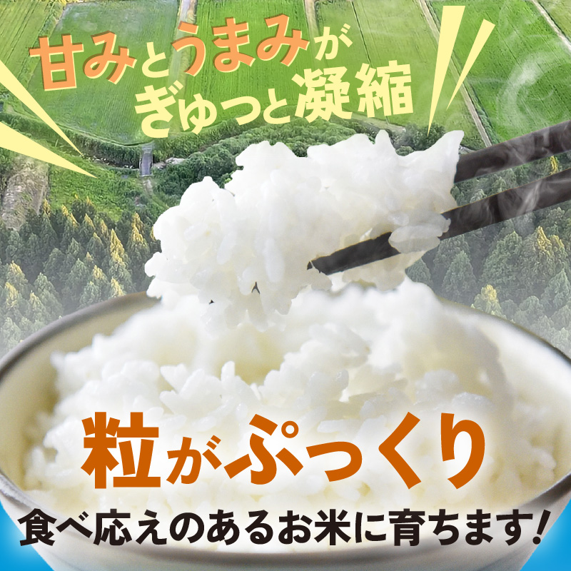 【先行予約】【令和8年産】 にじのきらめき うまみ精米 5kg／ 鮮度抜群 5キロ 福井県あわら産 玄米 お米 ※2026年9月下旬より順次発送 [aw071-a014]