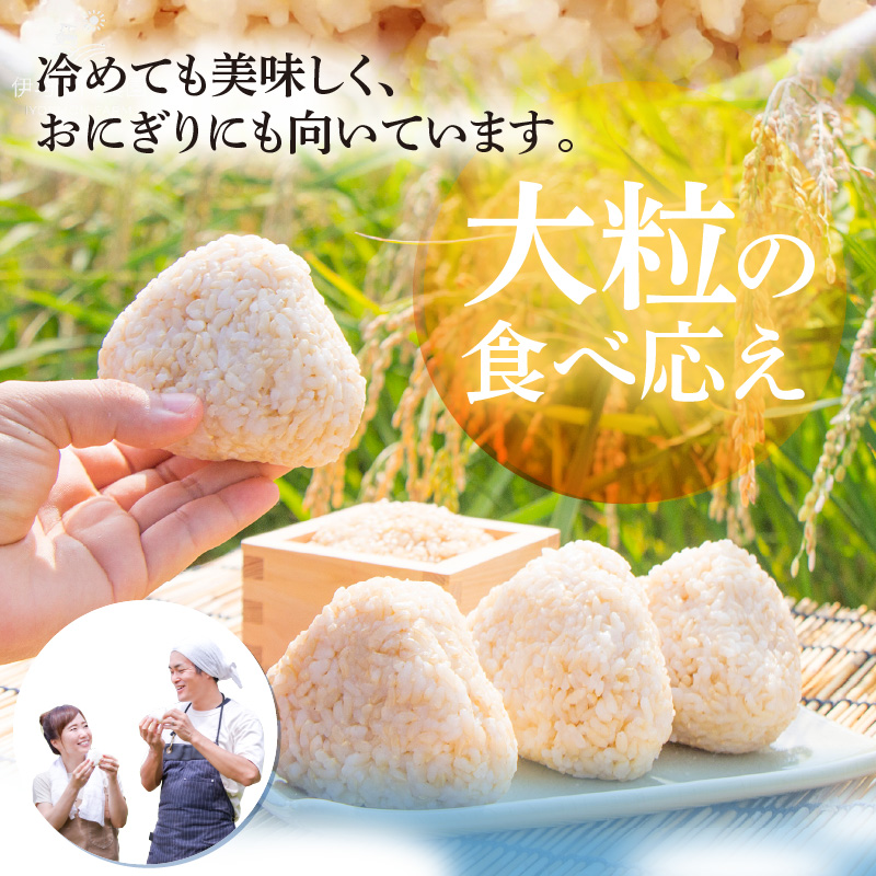 【先行予約】【令和8年産】 にじのきらめき うまみ玄米 5kg ／ 鮮度抜群 5キロ 福井県あわら産 玄米 お米 ※2026年9月下旬より順次発送 [aw071-a016]