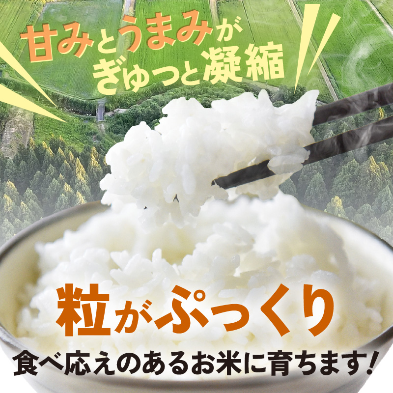 【先行予約】【令和8年産】 定期便 ≪3ヶ月連続お届け≫ にじのきらめき うまみ精米 5kg×3回／ 鮮度抜群 15キロ 福井県あわら産 玄米 お米 ※2026年10月上旬より順次発送 [aw071-c006]