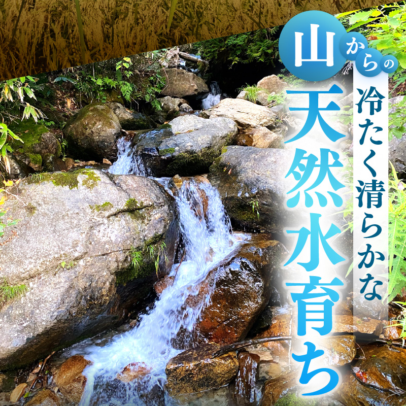 【先行予約】【令和8年産】伊与衛門農園の自然栽培コシヒカリ うまみ精米 5kg×2袋（計10kg） ＜温度と湿度を常時管理し新鮮米を出荷！＞ / 米 白米 自然の力 高品質 鮮度抜群 ブランド米 福井県 あわら市産 スマート農業 ※2026年10月上旬より順次発送予定 [aw071-d003]