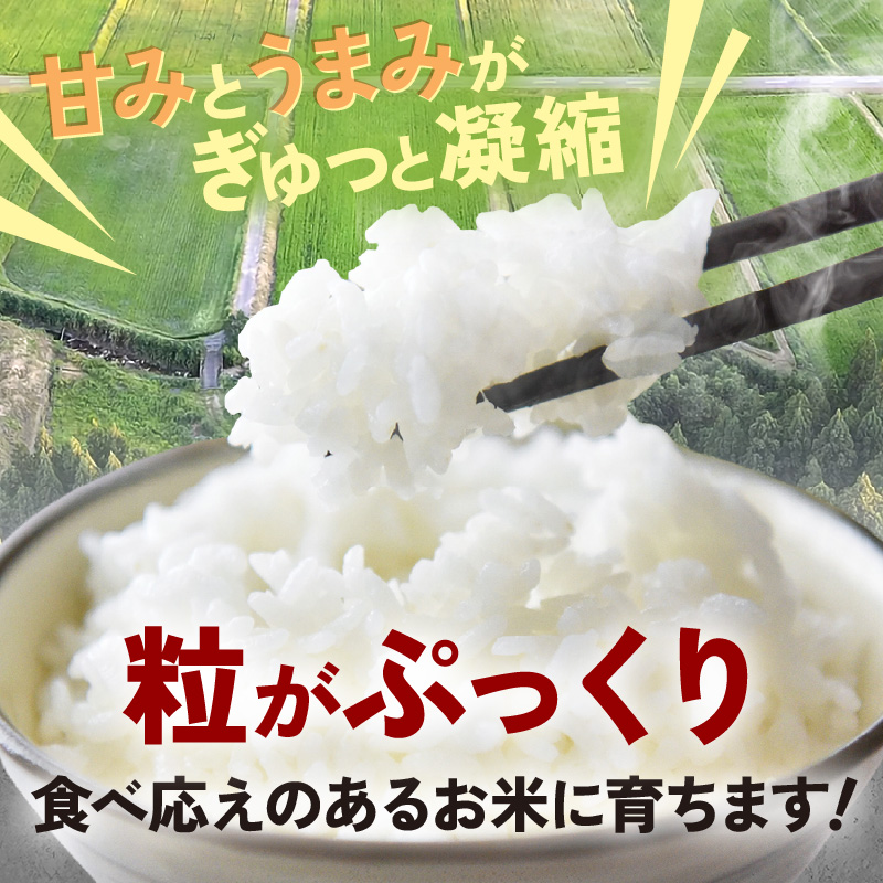 【先行予約】【令和8年産】定期便 ≪6ヶ月連続お届け≫ にじのきらめき 無洗米 5kg×6回 / 鮮度抜群 30キロ 福井県あわら産 無洗米 お米 ※2026年10月上旬より順次発送 [aw071-g002]