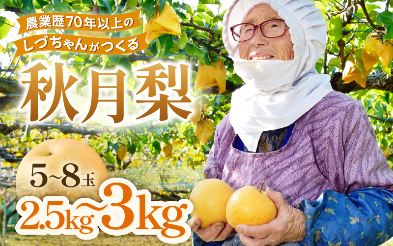 【先行予約】しづちゃんが作る秋月梨 5～8玉入（2.5～3kg） 農業歴70年以上！※2026年9月中旬より順次お届け [aw075-a008]