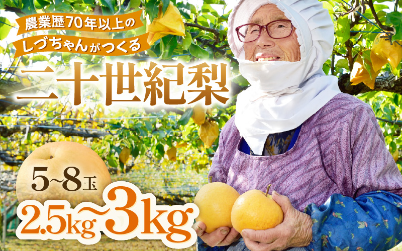 【先行予約】しづちゃんが作る二十世紀梨 5～8玉入（2.5～3kg） 農業歴70年以上！※2026年9月中旬より順次お届け [aw075-a009]