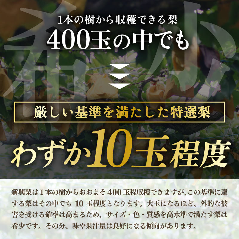 【先行予約】しづちゃんが作る特選新興梨　5玉入（3.5kg以上）農業歴70年以上！ なし 果物 旬 フルーツ 甘い ジューシー 果汁 くだもの シャキシャキ 人気 完熟 もぎたて みずみずしい 越前梨 送料無料 福井 あわら市 ※2026年10月上旬以降順次発送予定 [aw075-a010] 