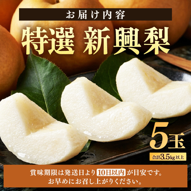 【先行予約】しづちゃんが作る特選新興梨　5玉入（3.5kg以上）農業歴70年以上！ なし 果物 旬 フルーツ 甘い ジューシー 果汁 くだもの シャキシャキ 人気 完熟 もぎたて みずみずしい 越前梨 送料無料 福井 あわら市 ※2026年10月上旬以降順次発送予定 [aw075-a010] 