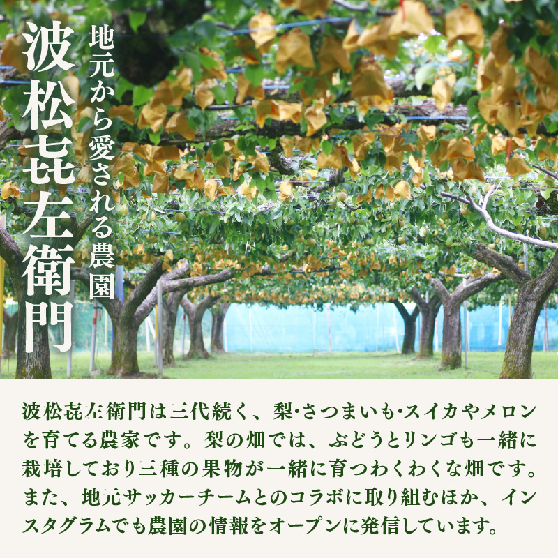 【先行予約】しづちゃんが作る新興梨　約2kg（3～6玉）農業歴70年以上！ なし 果物 旬 フルーツ 甘い ジューシー 果汁 くだもの シャキシャキ 人気 完熟 もぎたて みずみずしい 越前梨 送料無料 福井 あわら市 ※2026年10月上旬以降順次発送予定 [aw075-a011] 