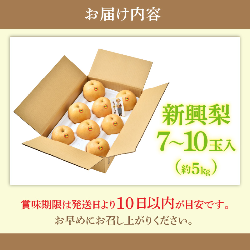 【先行予約】しづちゃんが作る新興梨　約5kg（7～10玉）農業歴70年以上！ なし 果物 旬 フルーツ 甘い ジューシー 果汁 くだもの シャキシャキ 人気 完熟 もぎたて みずみずしい 越前梨 送料無料 福井 あわら市 ※2026年10月上旬以降順次発送予定 [aw075-a012] 