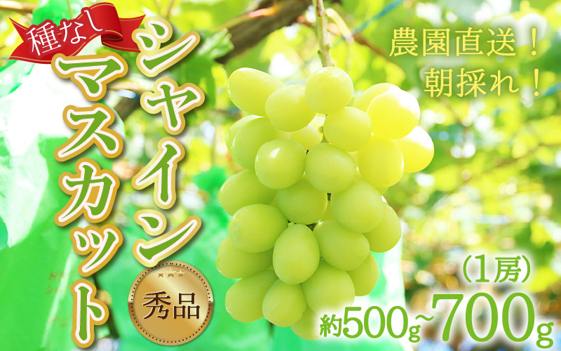 【先行予約】【種なし】上野梨園のシャインマスカット　1房　約500～700ｇ【秀品】 農園直送【上野の葡萄】 / ぶどう フルーツ 果物 くだもの 贈答 お土産 種なし 旬 皮ごと食べる 　美容 ぶどう狩り 巨峰に負けない 爽やかな甘さ 大粒 新鮮 朝採れ 厳選 ※2026年9月上旬より順次発送 [aw077-a010]