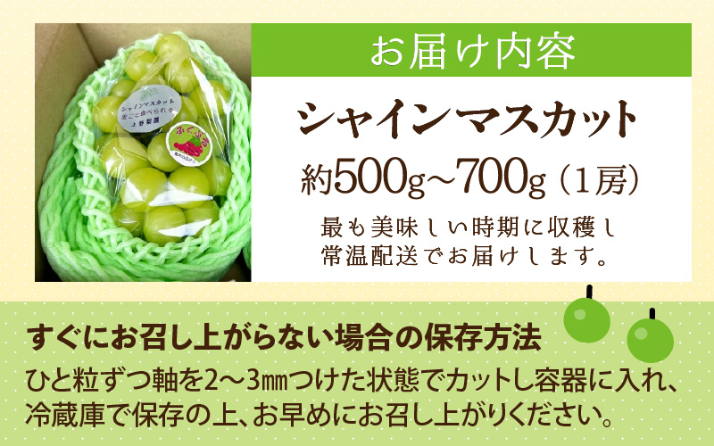 【先行予約】【種なし】上野梨園のシャインマスカット　1房　約500～700ｇ【秀品】 農園直送【上野の葡萄】 / ぶどう フルーツ 果物 くだもの 贈答 お土産 種なし 旬 皮ごと食べる 　美容 ぶどう狩り 巨峰に負けない 爽やかな甘さ 大粒 新鮮 朝採れ 厳選 ※2026年9月上旬より順次発送 [aw077-a010]