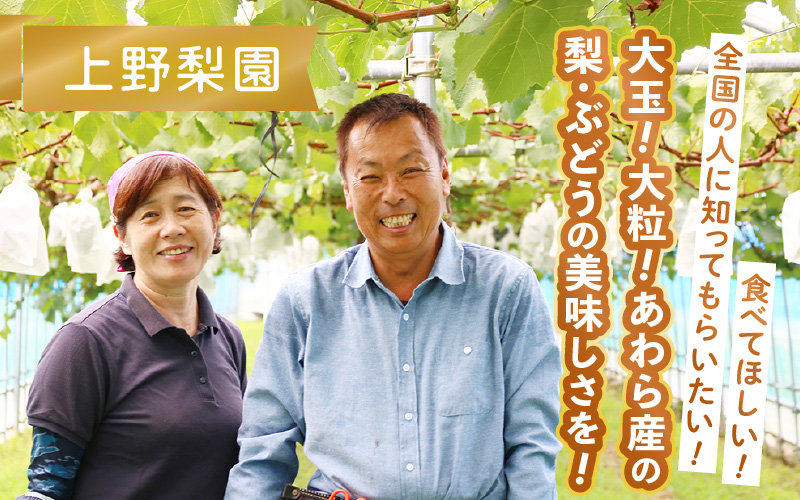 【先行予約】上野梨園の特選大玉 幸水梨『特秀品』選び抜かれた逸品 5kg 光糖度センサー選果品 梨園直送！ / 期間限定 果物 フルーツ 農家直送 シャキシャキ もぎたて 旬 お取り寄せ ※2026年8月下旬より順次発送 [aw077-b001]