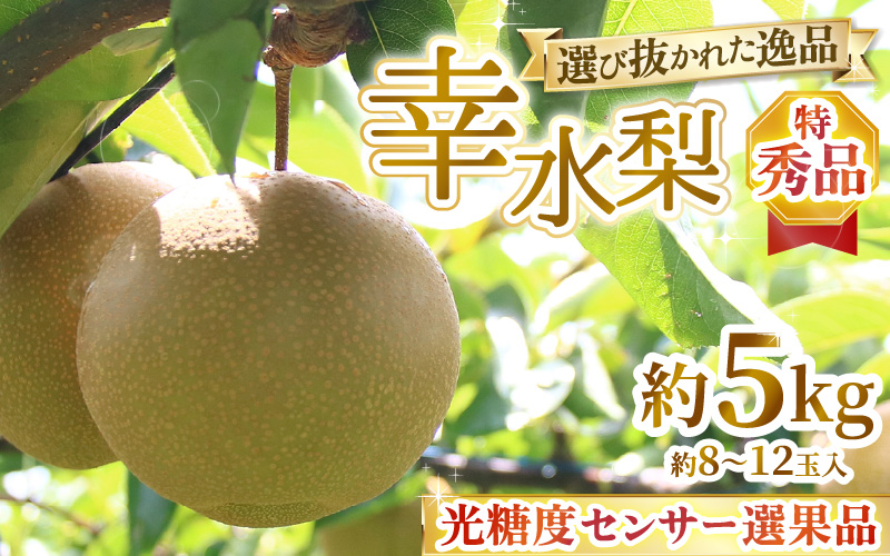 【先行予約】上野梨園の特選大玉 幸水梨『特秀品』選び抜かれた逸品 5kg 光糖度センサー選果品 梨園直送！ / 期間限定 果物 フルーツ 農家直送 シャキシャキ もぎたて 旬 お取り寄せ ※2026年8月下旬より順次発送 [aw077-b001]