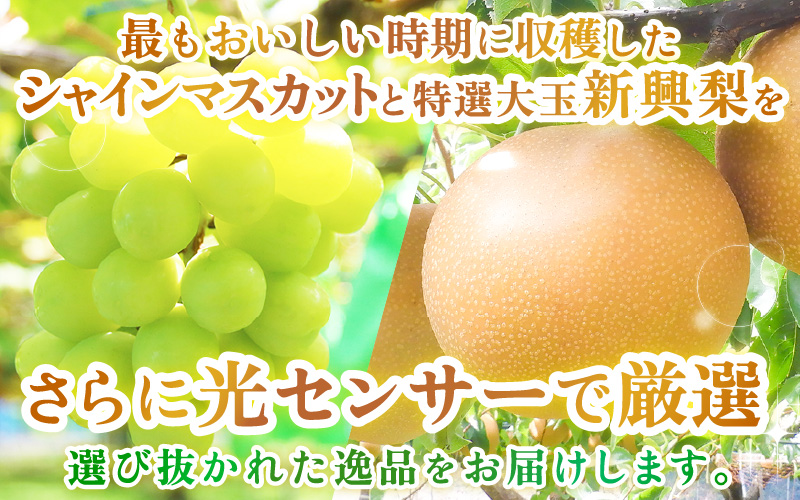 【先行予約】定期便 ≪2回お届け≫ 旬のフルーツ定期便 全2回 シャインマスカットと新興梨『特秀品』 梨園直送！ / 期間限定 果物 フルーツ 農家直送 シャキシャキ もぎたて 旬 お取り寄せ ※2026年9月中旬より順次発送 [aw077-b004]