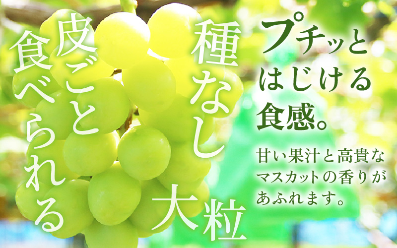 【先行予約】定期便 ≪2回お届け≫ 旬のフルーツ定期便 全2回 シャインマスカットと新興梨『特秀品』 梨園直送！ / 期間限定 果物 フルーツ 農家直送 シャキシャキ もぎたて 旬 お取り寄せ ※2026年9月中旬より順次発送 [aw077-b004]
