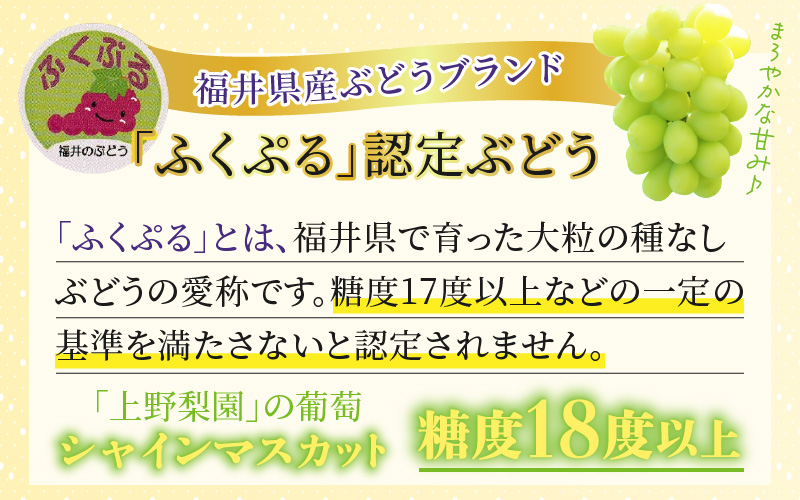 【先行予約】定期便 ≪2回お届け≫ 旬のフルーツ定期便 全2回 シャインマスカットと新興梨『特秀品』 梨園直送！ / 期間限定 果物 フルーツ 農家直送 シャキシャキ もぎたて 旬 お取り寄せ ※2026年9月中旬より順次発送 [aw077-b004]