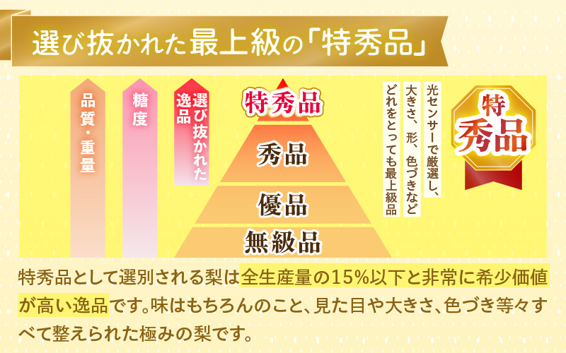 【先行予約】定期便 ≪2回お届け≫ 旬のフルーツ定期便 全2回 シャインマスカットと新興梨『特秀品』 梨園直送！ / 期間限定 果物 フルーツ 農家直送 シャキシャキ もぎたて 旬 お取り寄せ ※2026年9月中旬より順次発送 [aw077-b004]
