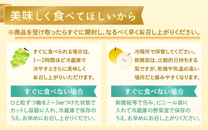 【先行予約】定期便 ≪2回お届け≫ 旬のフルーツ定期便 全2回 シャインマスカットと新興梨『特秀品』 梨園直送！ / 期間限定 果物 フルーツ 農家直送 シャキシャキ もぎたて 旬 お取り寄せ ※2026年9月中旬より順次発送 [aw077-b004]
