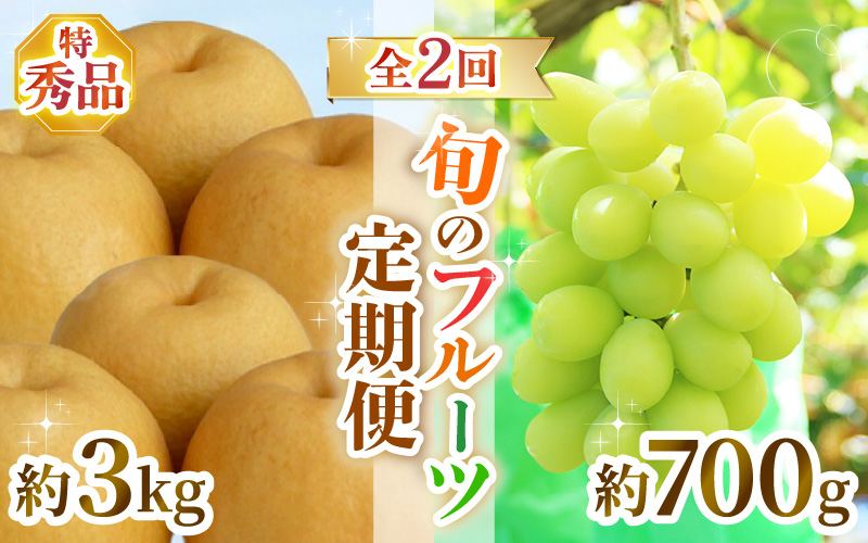 【先行予約】定期便 ≪2回お届け≫ 旬のフルーツ定期便 全2回 シャインマスカットと新興梨『特秀品』 梨園直送！ / 期間限定 果物 フルーツ 農家直送 シャキシャキ もぎたて 旬 お取り寄せ ※2026年9月中旬より順次発送 [aw077-b004]