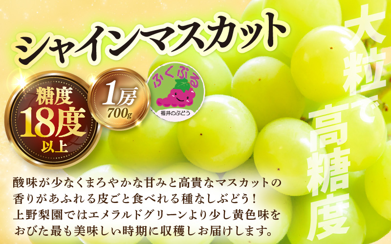 【先行予約】定期便 ≪3回お届け≫ 旬のフルーツ定期便 全3回 赤肉パリスメロン・シャインマスカット・新興梨【2026年7月以降順次発送予定】 [aw077-b005]